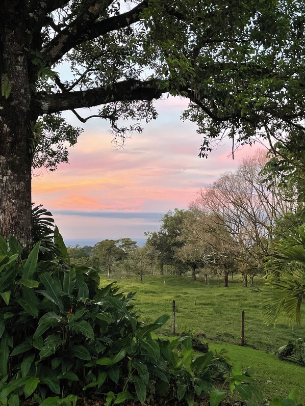 A lush green landscape with a large tree in the foreground and a view of the sky at sunset.