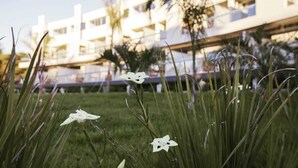 A grassy area with white flowers and a modern building in the background. - Nova Pampa apart&spa (Mar Azul)