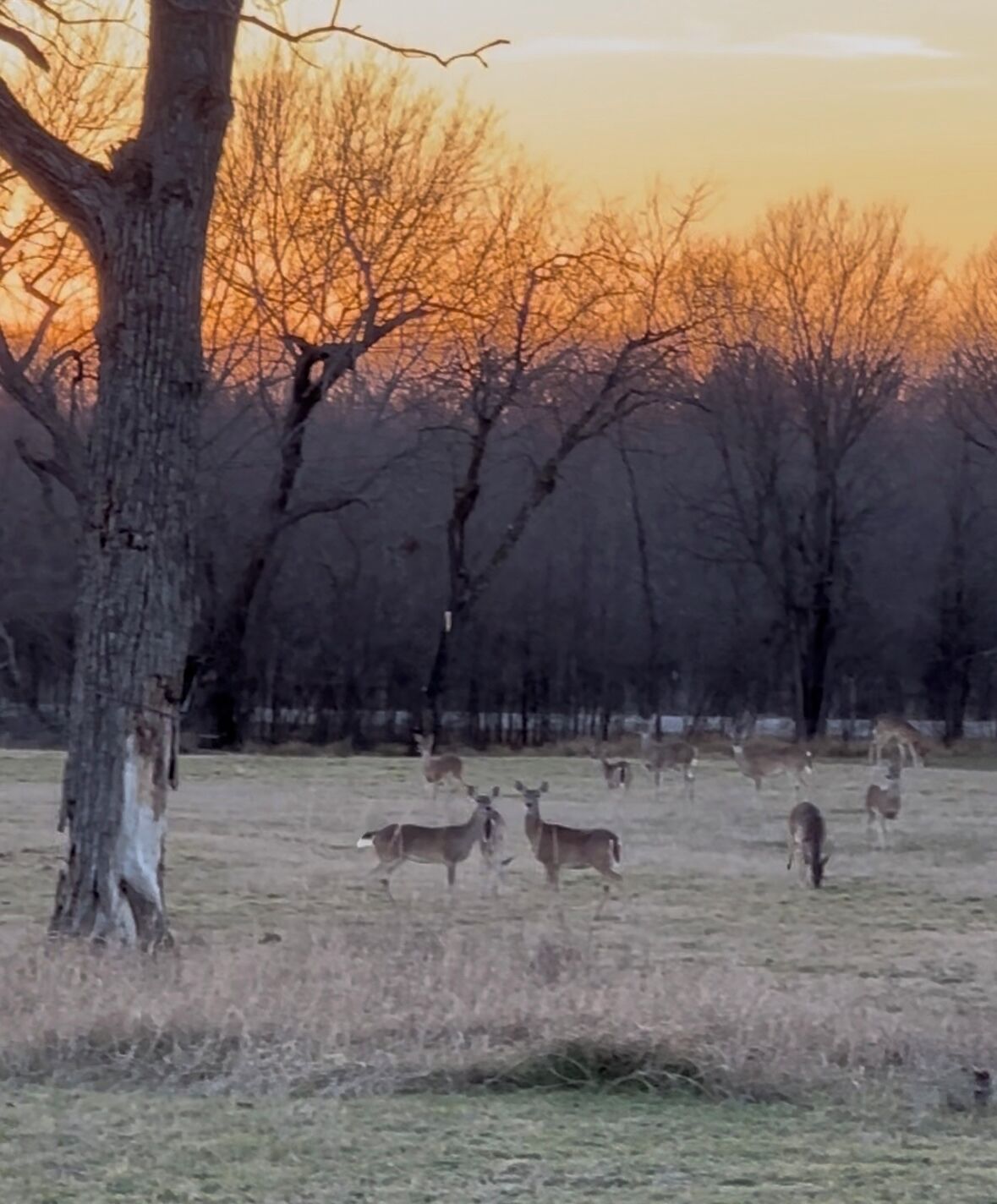 A field with a tree and several deer.