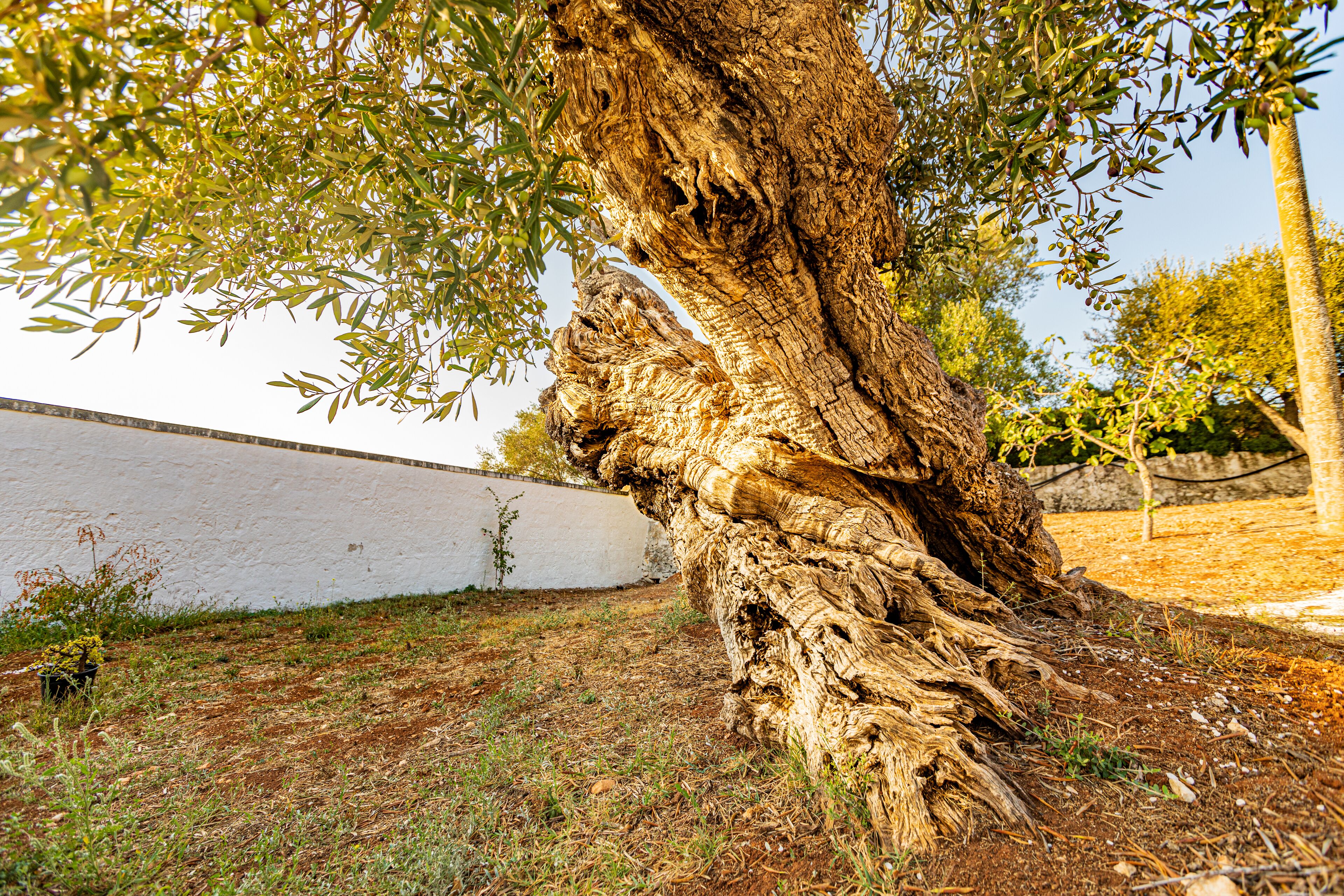 Foto - Masseria Abadia Uno