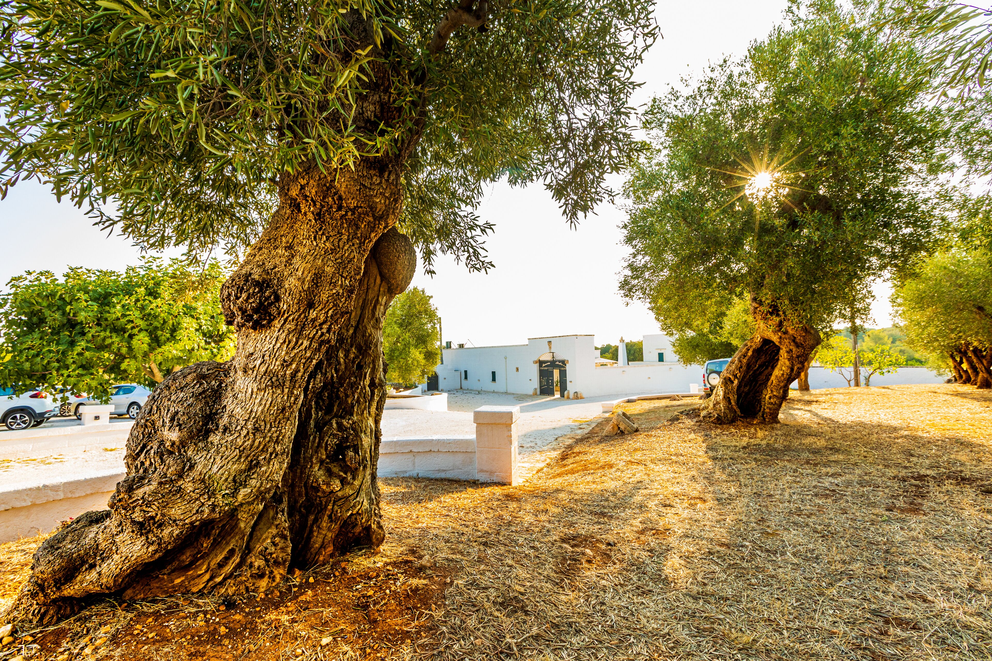 Foto - Masseria Abadia Uno