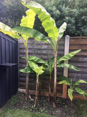 Property grounds - Fffffffffffff (Lège-Cap-Ferret)