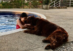 Une personne et un chien se trouvent près d’une piscine dont le bord est recouvert de carreaux, et une plante en pot est posée à proximité.
