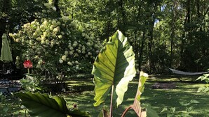 A garden with a variety of plants, including a large leafed plant in a black pot, a red flower, and a hammock in the background. - Delightful cottage with huge yard on heavily wooded one acre lot in Union Pier. (Union Pier)