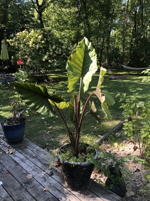 Overnatningsstedets område