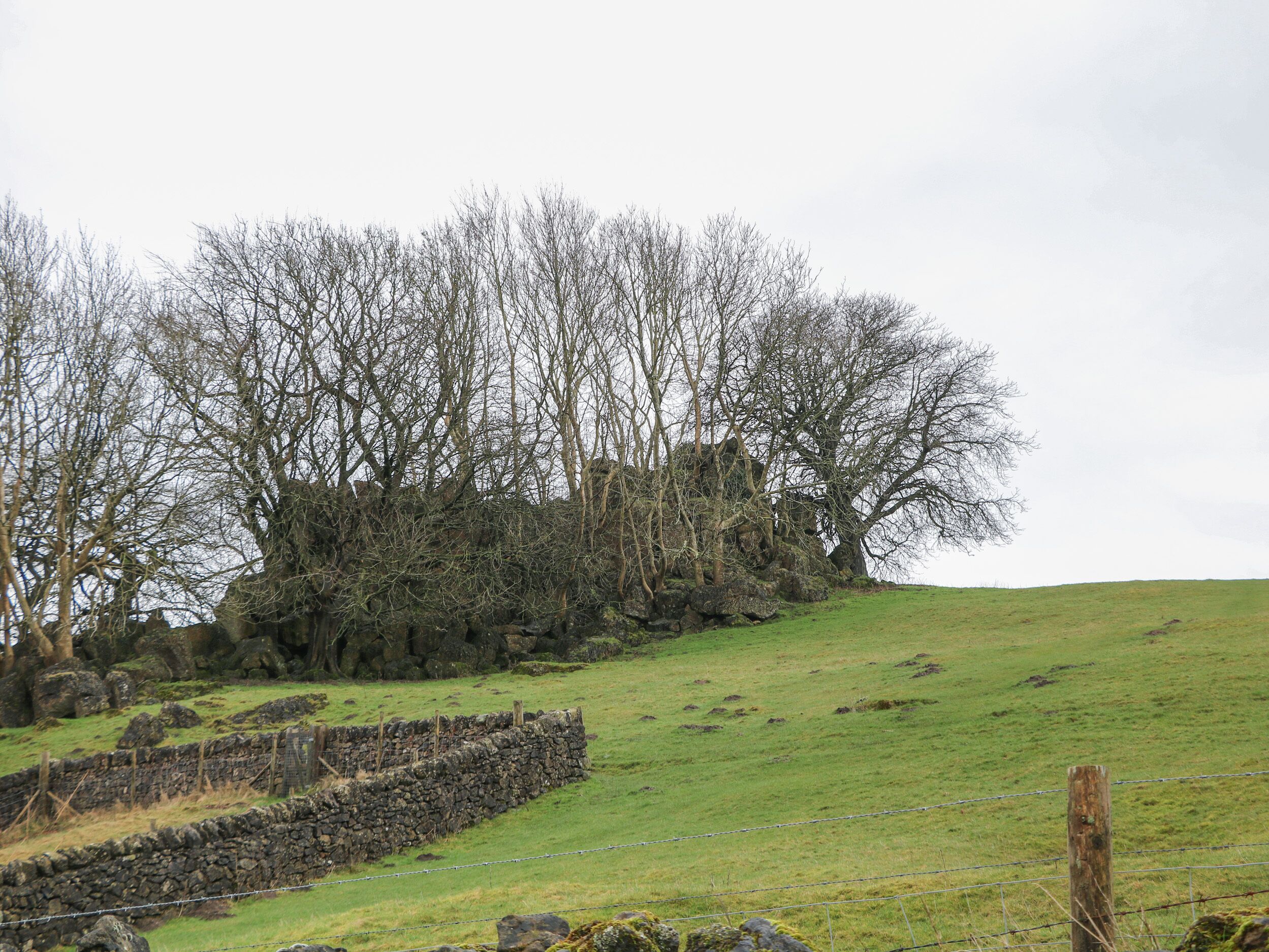 Paesaggio rurale con un muro di pietra, un pendio erboso e alberi spogli.