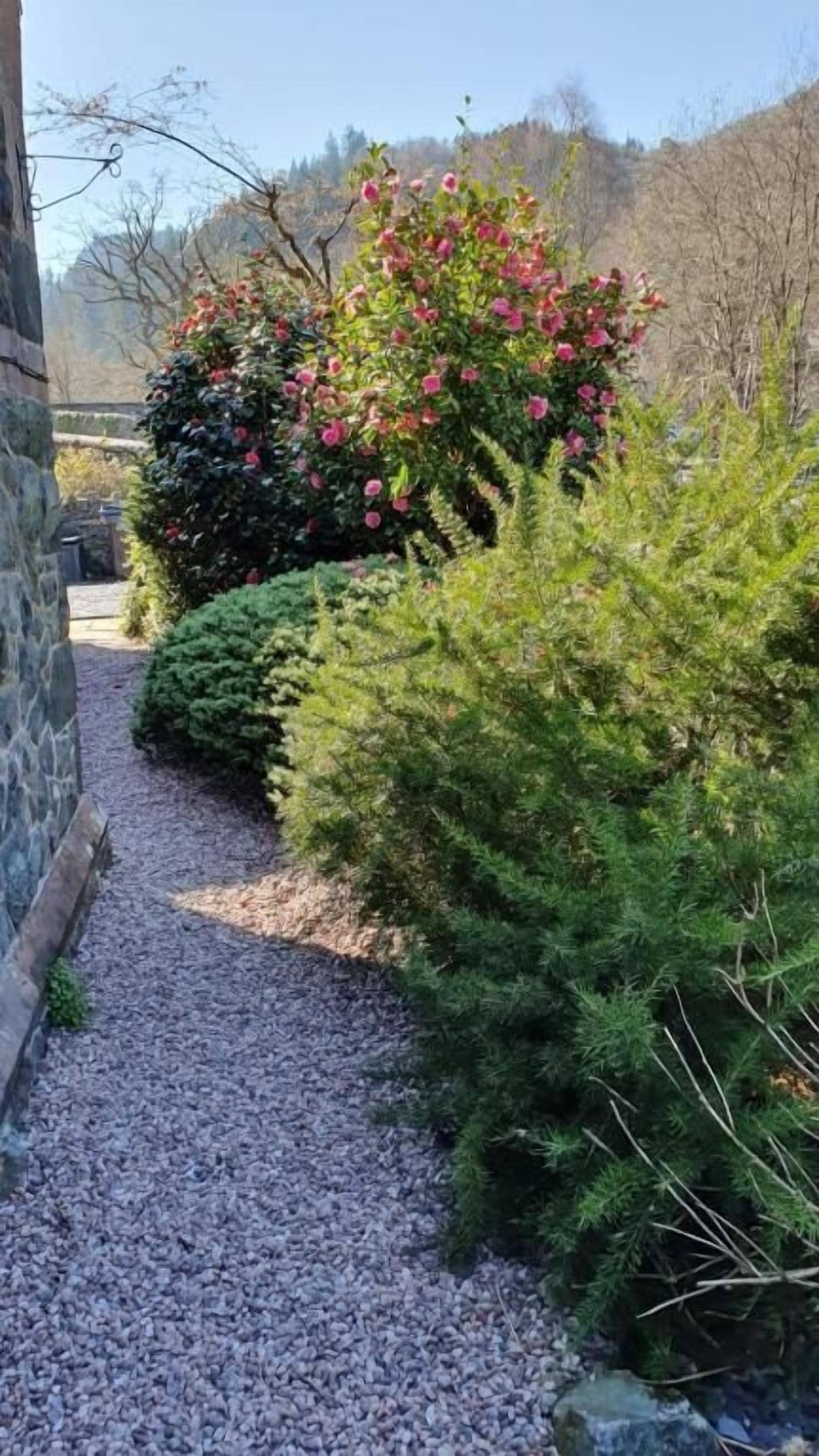 Un chemin de gravier traverse un jardin où l’on trouve divers arbustes et un grand buisson aux fleurs roses.