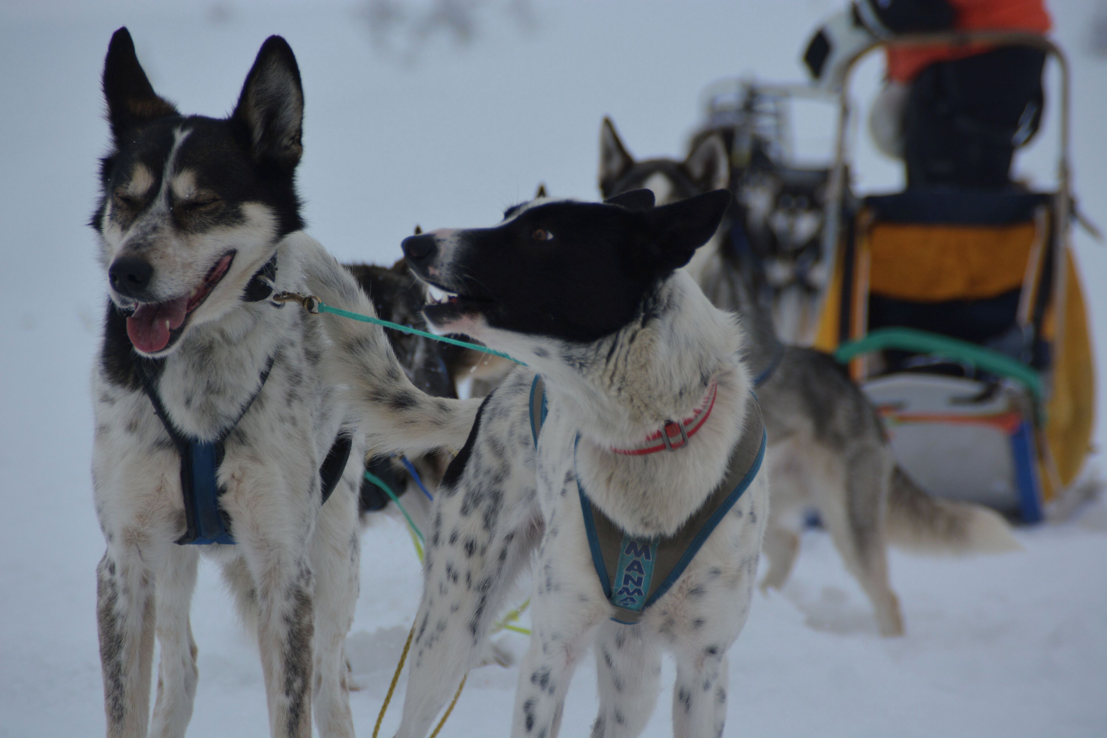 Een groep sledehonden vastgegespeld aan een sled, die een sled door de sneeuw trekt.