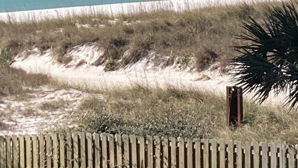 A beach view with a wooden fence and a palm tree. - Beachfront, clean, quiet, luxury condo on 3 rd fl amazing view! Walk to Tootsies (Panama City Beach)