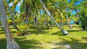 Un jardin tropical avec des palmiers et de la pelouse.