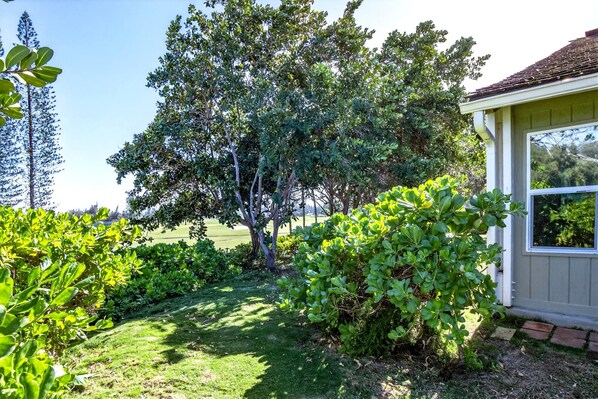 A residential garden with a lawn, a large tree, and a shed.