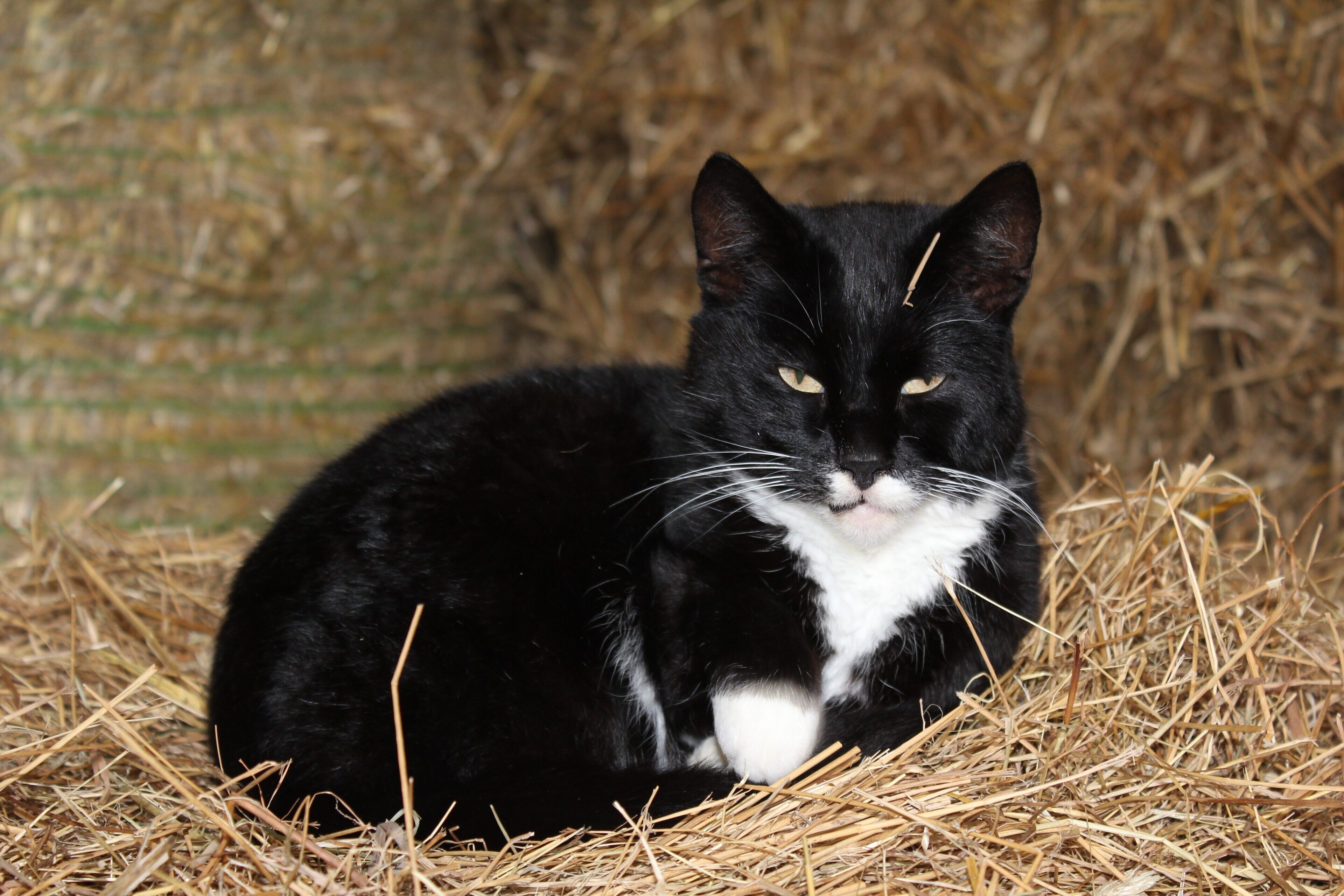Eine schwarz-weiße Katze sitzt auf Stroh.