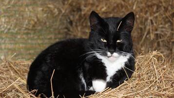 Eine schwarz-weiße Katze sitzt auf Stroh.