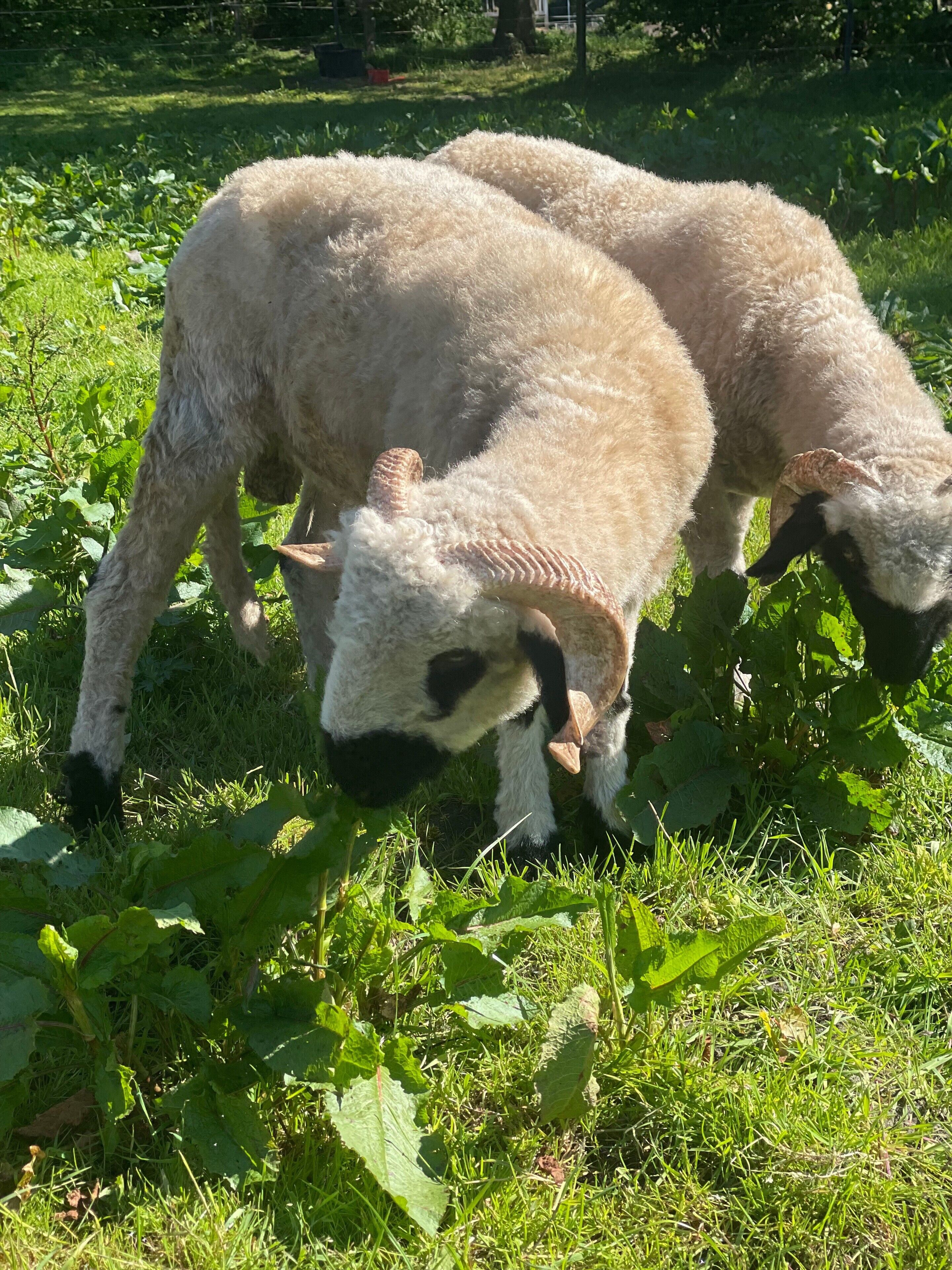 Twee lammetjes grazen in een grasveld, met groene planten en bomen op de achtergrond.