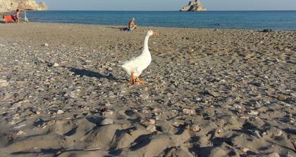 "45m2 Apartment on the Ground Floor With Terrace and Private Pool on the Terrace."