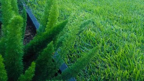 Un jardín bien cuidado con diversas plantas y una pequeña fuente.
