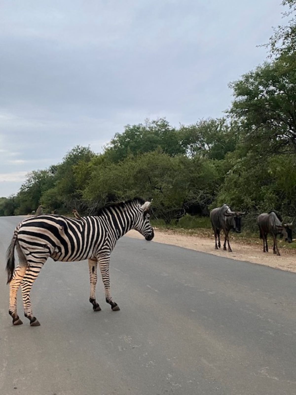 A zebra standing on a road with trees in the background.