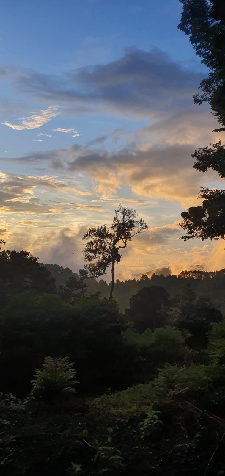 A natural landscape with a prominent tree in the foreground and a forested hill in the background.