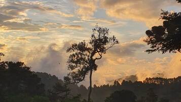 A natural landscape with a prominent tree in the foreground and a forested hill in the background.