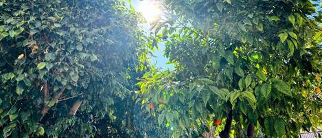 Apartament, 1 dormitori, vistes al jardí | Àrea exterior de l'allotjament