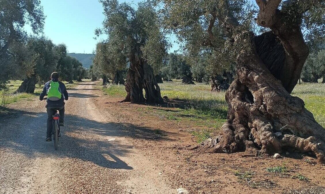 A dirt path with a cyclist wearing a green backpack.