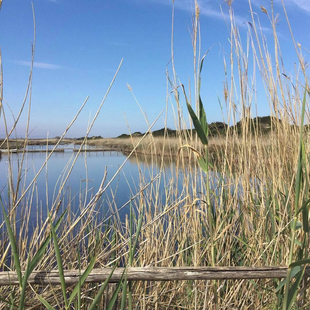 A calm lake with tall grasses and a wooden fence in the foreground.
