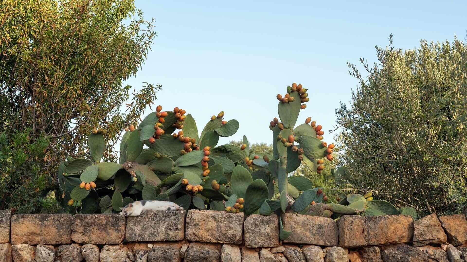 A cactus with multiple stems and fruit, set against a stone wall and surrounded by greenery.