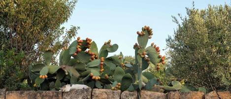 A cactus with multiple stems and fruit, set against a stone wall and surrounded by greenery.