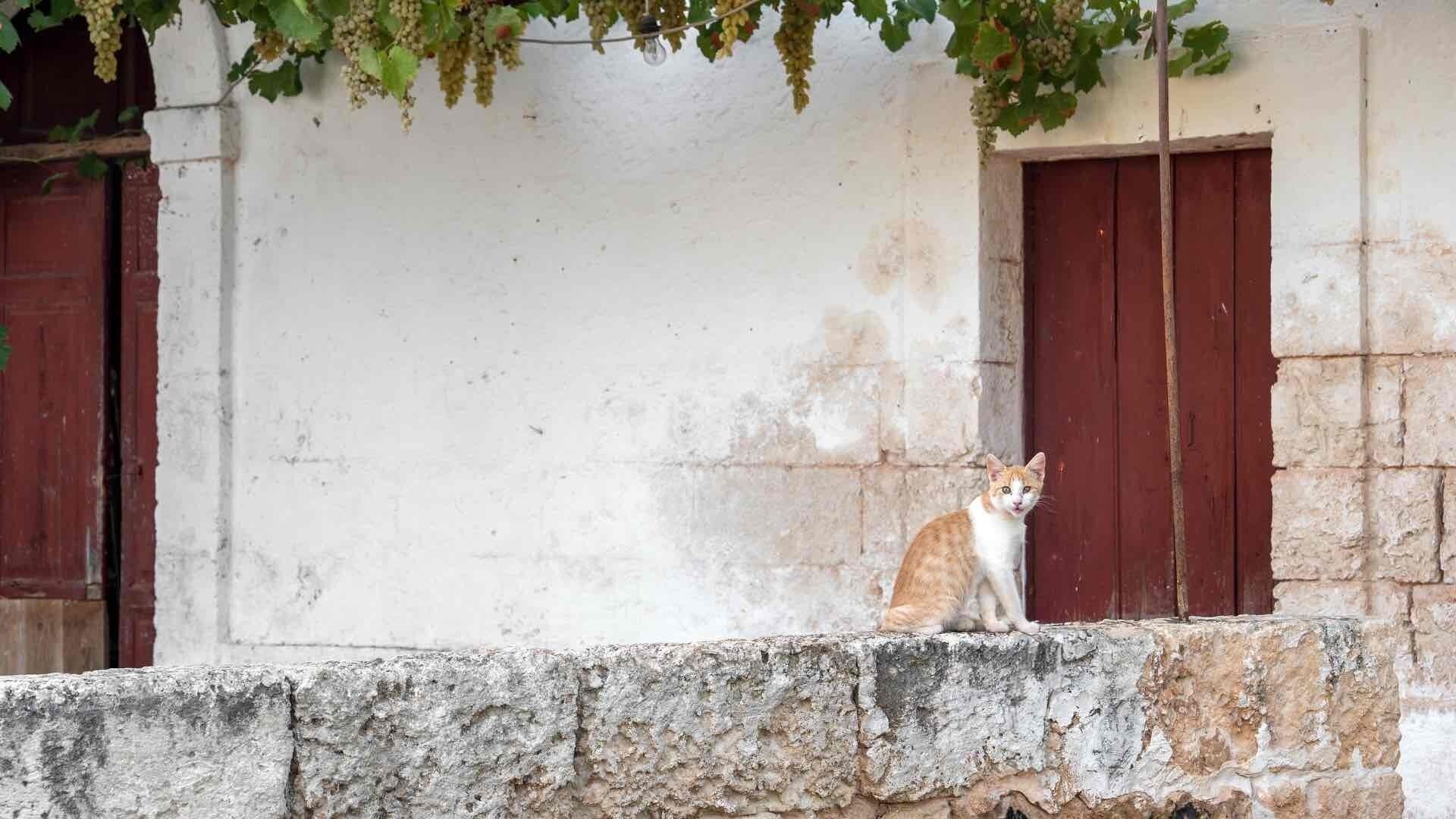 A cat sitting on a stone ledge in front of a building with white walls and red doors.