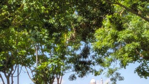 Zona verde con árboles y una vista distante de una colina con un edificio de cúpula.