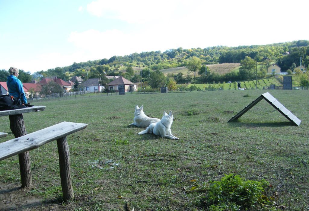 A grassy field with two white cats and a wooden structure.