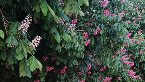 A pathway lined with trees bearing pink flowers, leading to a building entrance. - Elegant Manor with in Normandy by the sea - 8 rooms for 22 persons. Pool and spa (SULLY)