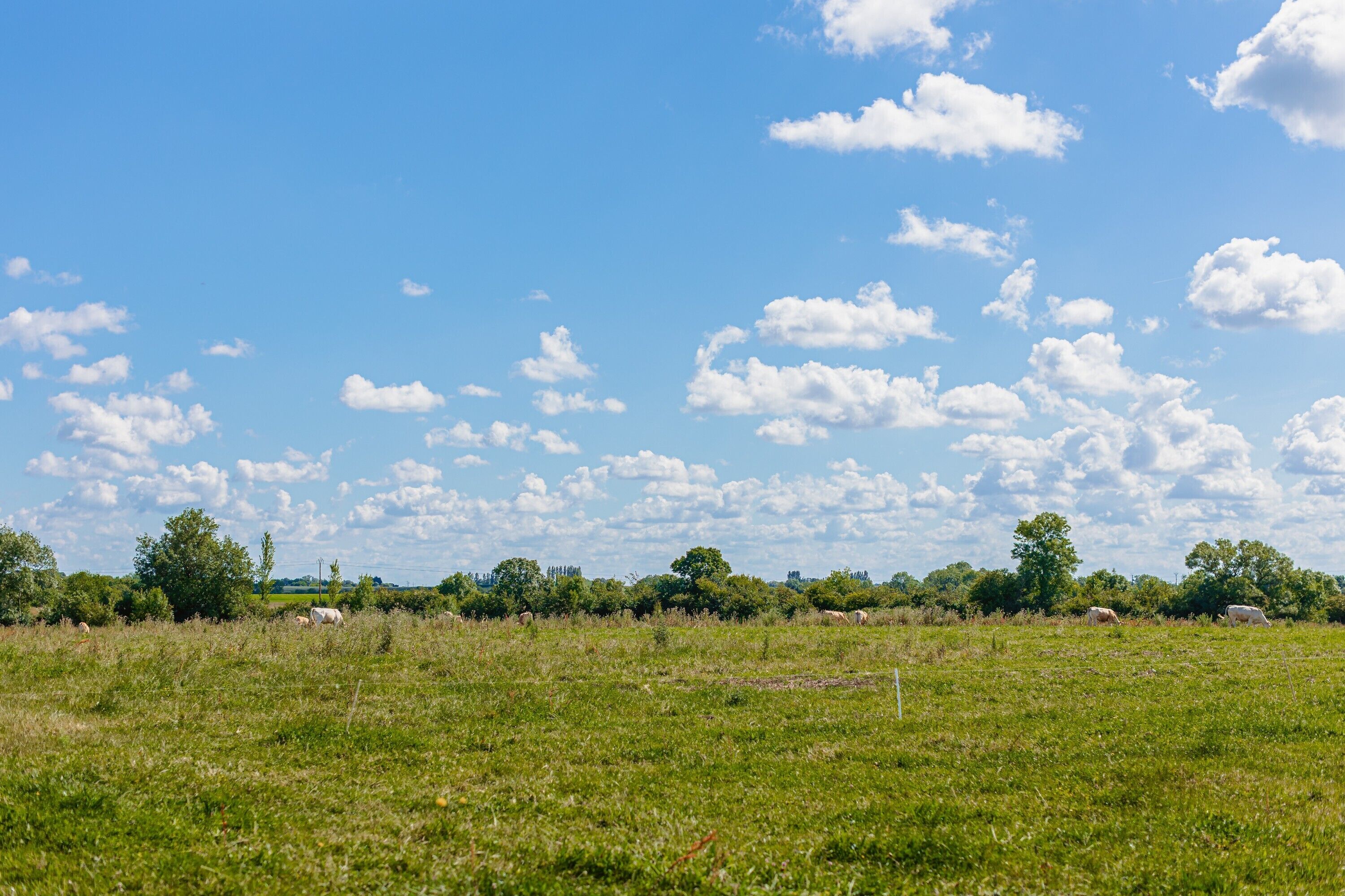 Un vaste champ ouvert, parsemé d’arbres, sous un ciel bleu dégagé.