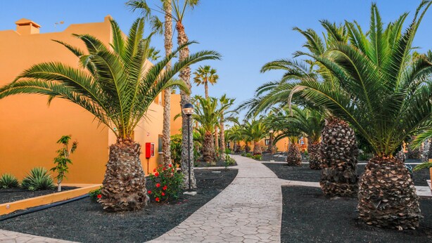 A pathway lined with palm trees and a building with a flat roof. - Holiday Home 'Apartamento Papagayo' with Shared Pool, Private Terrace & Wi-Fi (Corralejo)