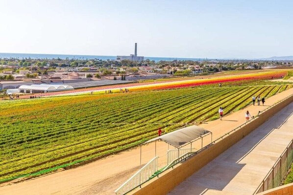 A large agricultural field with rows of crops and a viewing platform.