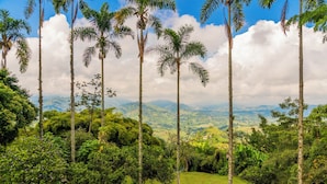 Un paisaje exuberante y verde con altas palmeras y un fondo montañoso.