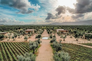 A vineyard with rows of grapevines, a central path, and buildings with a rustic architectural style.