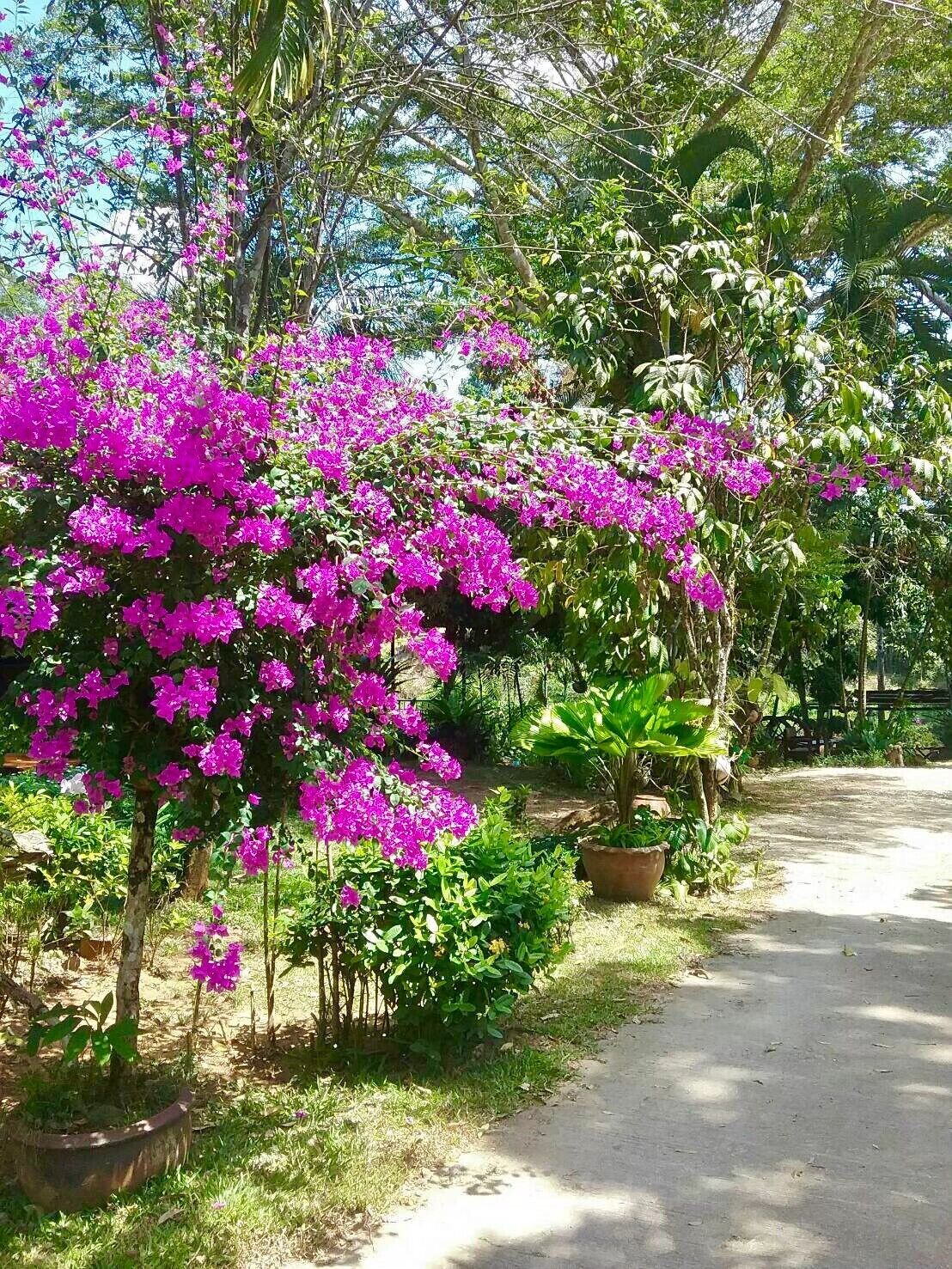 A garden with vibrant pink bougainvillea flowers and various green plants.