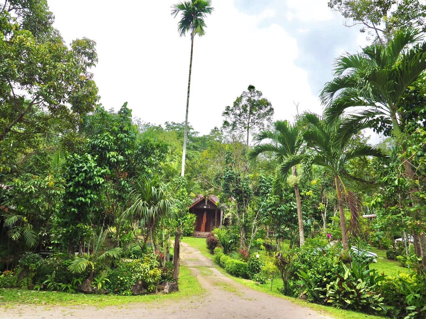 Un exuberante jardín con diversas plantas tropicales y una pequeña estructura de madera en el centro.