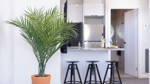 Une plante en pot, placée dans un pot en terre cuite, se trouve sur une table ronde dans une cuisine moderne aux armoires blanches et aux tabourets de bar noirs.