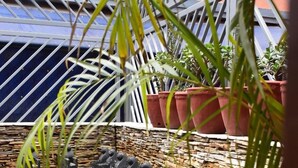 Una fuente con revestimiento de piedra y múltiples caños con forma de pájaro, rodeada de plantas en macetas y una barandilla de metal.