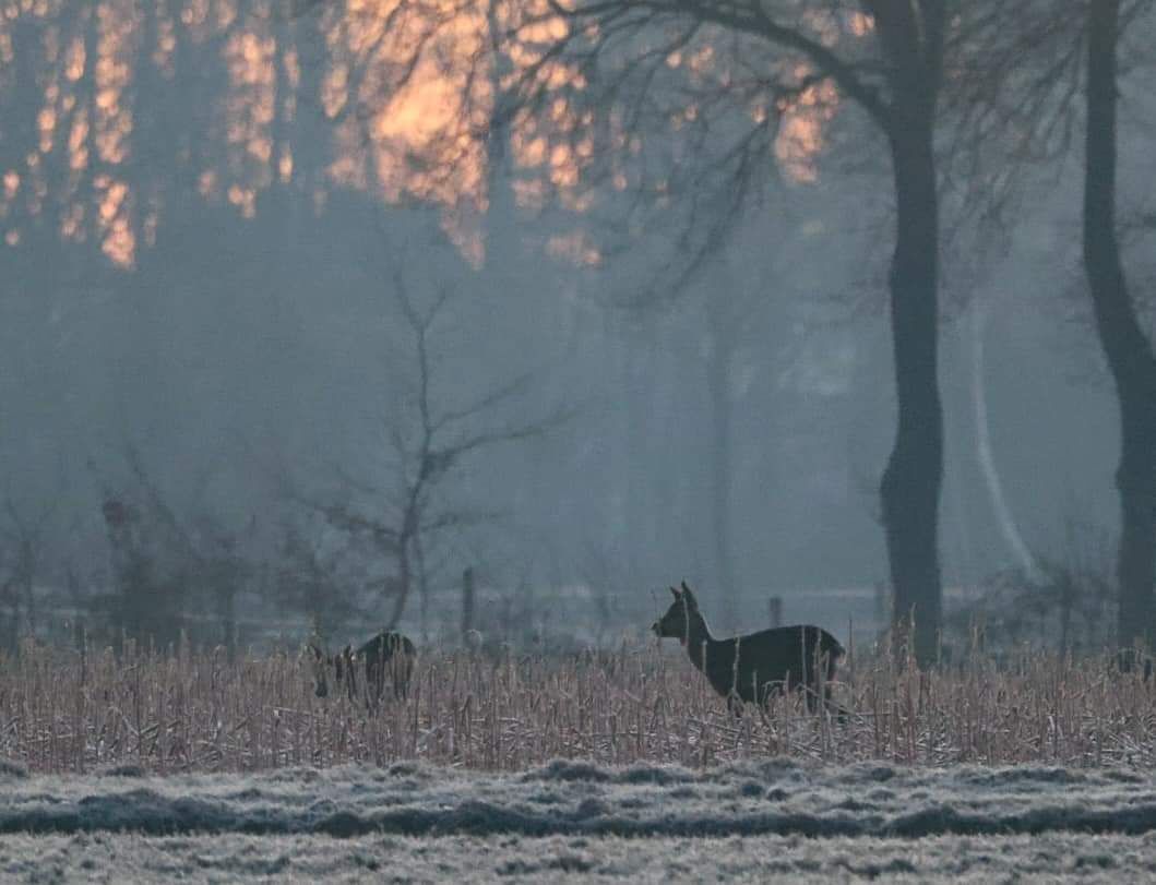 A frosty field with a deer and trees in the background.
