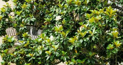 Stunning Villa overlooking Florence