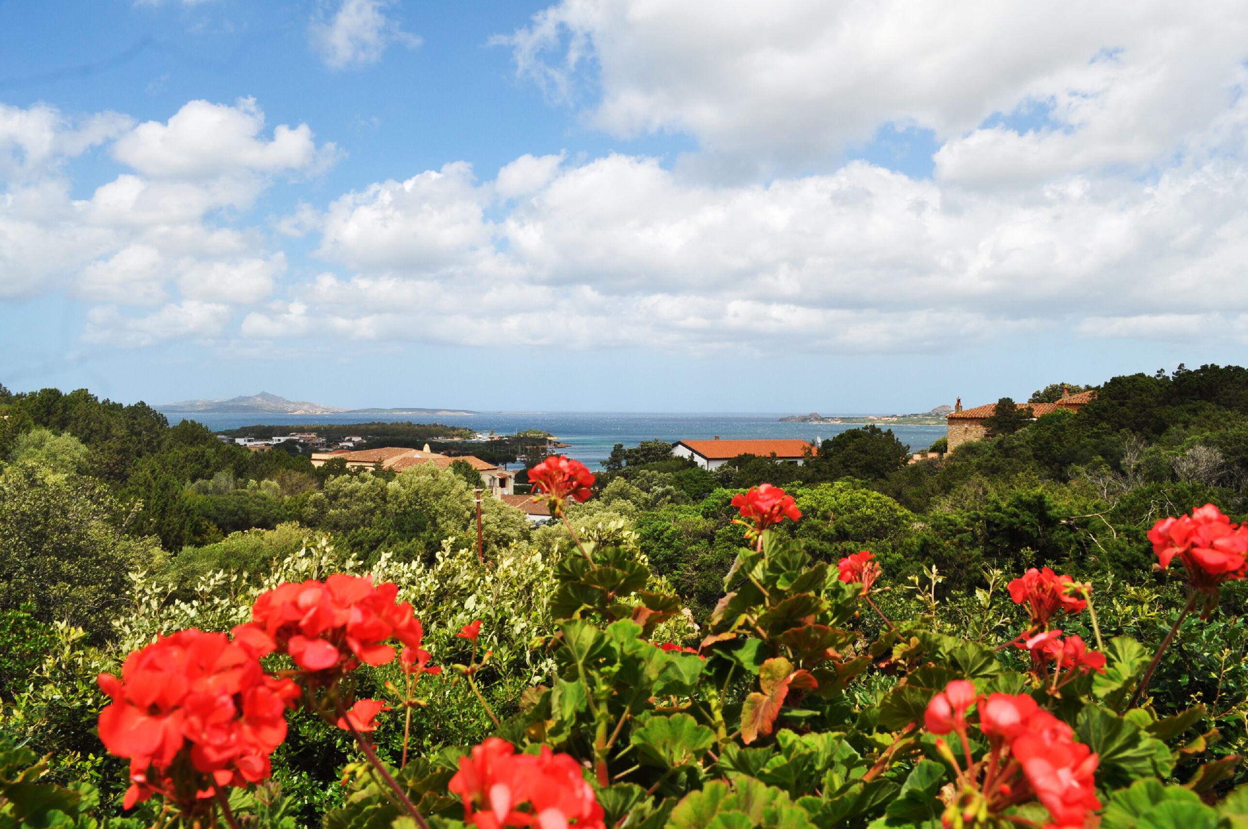 Paisagem costeira com flores vermelhas em primeiro plano, céu limpo e edifícios ao longe.