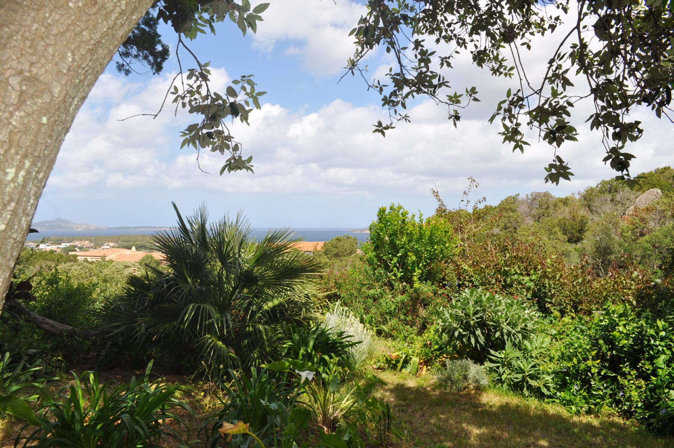 Um jardim exuberante com diversas plantas e árvores, céu claro e uma vista distante da paisagem costeira.