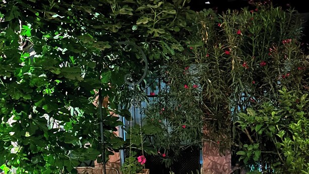 An outdoor patio area with a round table and chairs, surrounded by lush greenery and potted plants.