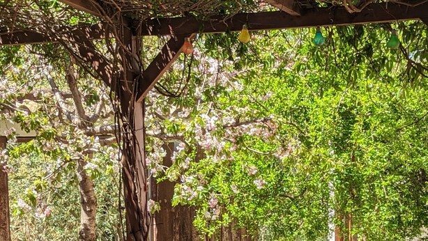 A person sitting on a wooden chair under a pergola with a drink in hand, surrounded by greenery and trees. - Tranquilidad Rural. Molino Viejo de Salar (Salar)