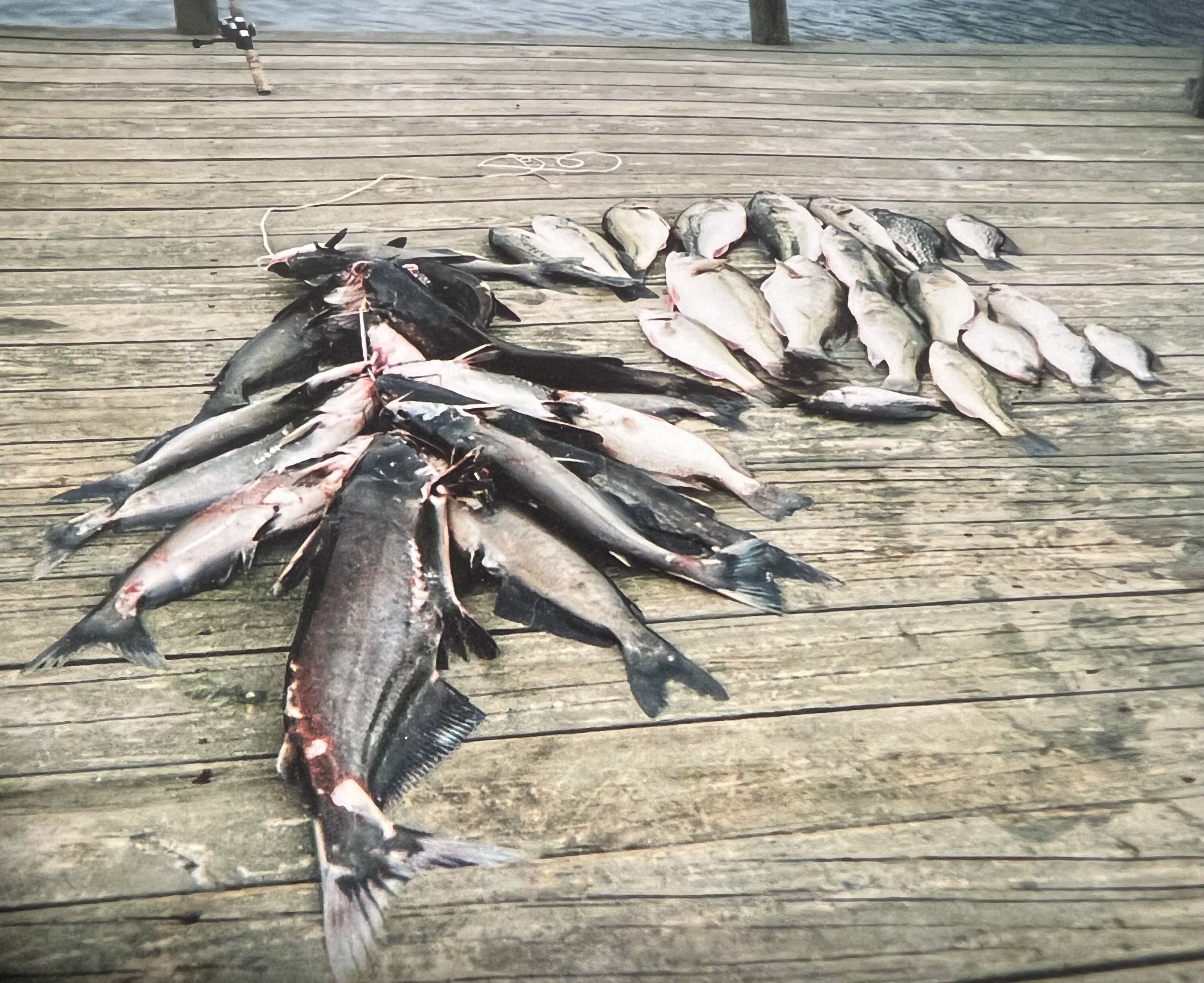A wooden pier with a large number of fish laid out on it.