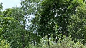 A garden with a stone pathway, various shrubs, and a wooden structure. - 5 minute walk to Beach, Stage Fort Park, and Gloucester Promenade! (Gloucester)