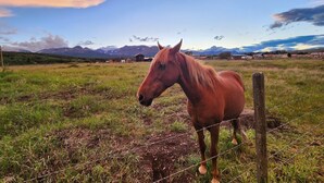 Een paard in een grasveld, met bergen op de achtergrond.